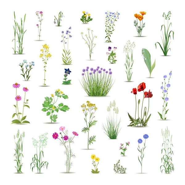 Collection Fleurs Sauvages Réalistes Herbes Médicinales Illustration Détaillée Des Plantes — Image vectorielle