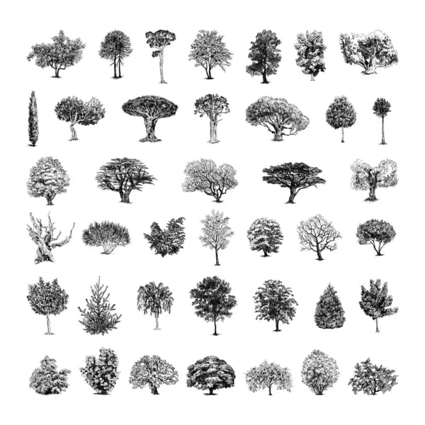 Collection Monochrome Illustrations Trees Sketch Style Hand Drawings Art Ink Royalty Free Stock Illustrations