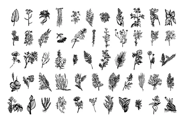 Coleção Ilustrações Monocromáticas Plantas Medicinais Estilo Esboço Desenhos Mão Estilo —  Vetores de Stock