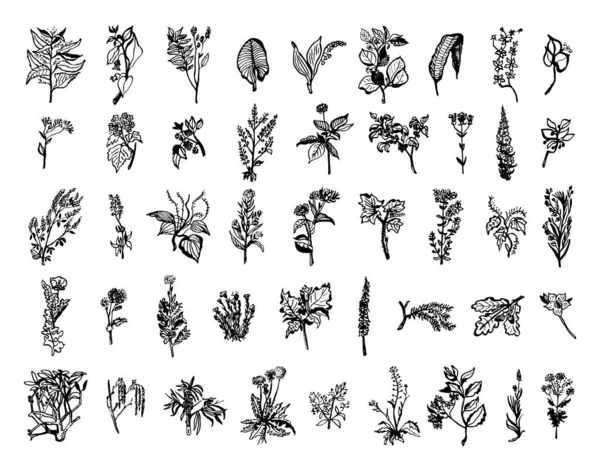 Coleção Ilustrações Monocromáticas Plantas Medicinais Estilo Esboço Desenhos Mão Estilo — Vetor de Stock