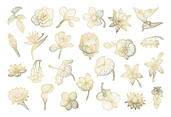 Egzotikus Virágok Gyűjteménye Lineáris Stílusban Arany Gradienssel Stock Illusztrációk