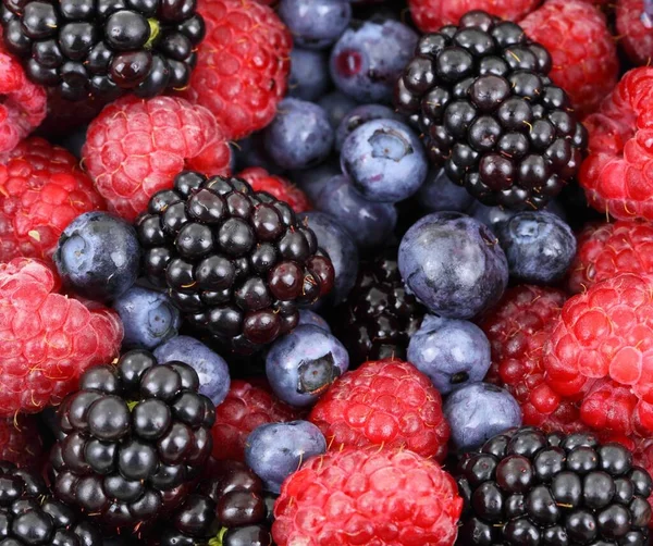 Recogida Frutas Verano Incluidos Arándanos Moras — Foto de Stock