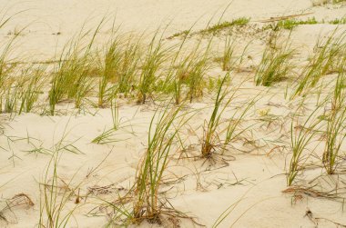 Pensacola Florida, ABD 'de kumlu bir sahilde deniz otları.