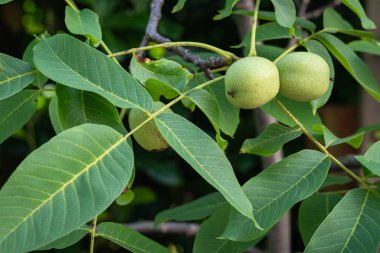 Olgunlaşmamış cevizler - juglans regia - sonbaharda hasat etmeden önce ağaçtaki meyveli paltoda