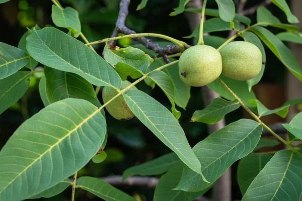 Olgunlaşmamış cevizler - juglans regia - sonbaharda hasat etmeden önce ağaçtaki meyveli paltoda