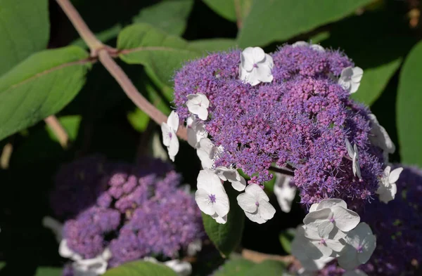 アジサイの花序 紫と白 クローズアップ — ストック写真