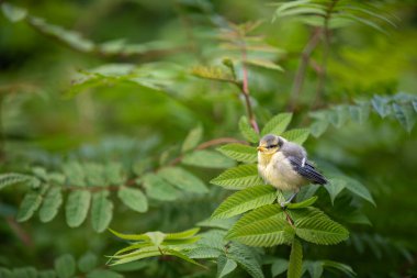 young coal tit on maiden flight begging for food