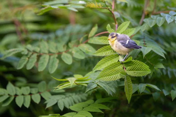 Young Coal Tit Maiden Flight Begging Food — Stockfoto