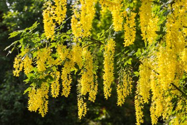 Altın Laburnum anagyroidleri - Goldregen