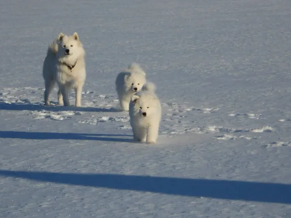 Samoyed Husky Élvezi Életet — Stock Fotó