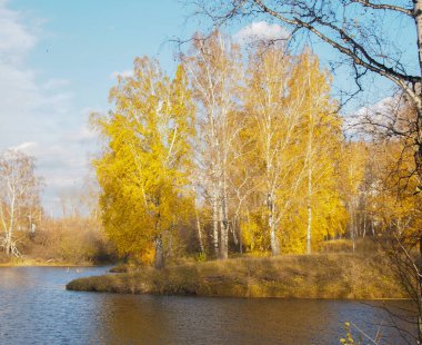 Sonbaharda huş ağaçlarıyla güneşli bir arazi. 