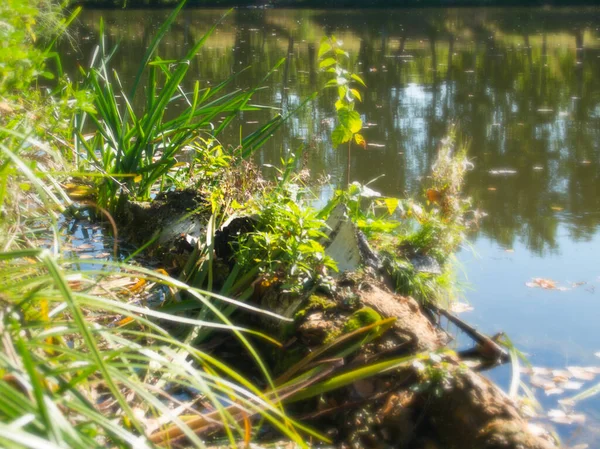 Sommer Sonnige Landschaft Mit Grünen Birken See — Stockfoto