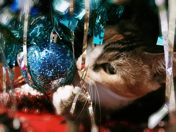 Asimetrik Kırmızı Kedi Noel Süslemeleriyle Oynuyor Mavi Kırmızının Bulanık Önplanı — Stok fotoğraf