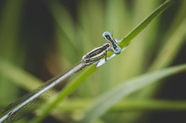 Makro çekimler, doğa sahnesi kızsineği. Göz detaylarını gösteriyorum. Arka plan ya da duvar kağıdı olarak kullanarak doğal ortamdaki küçük hanım sineği