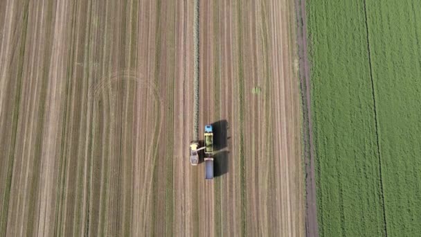 Повітряний Постріл Комбайна Завантажує Пшеницю Причепи Остання Смуга Полі — стокове відео