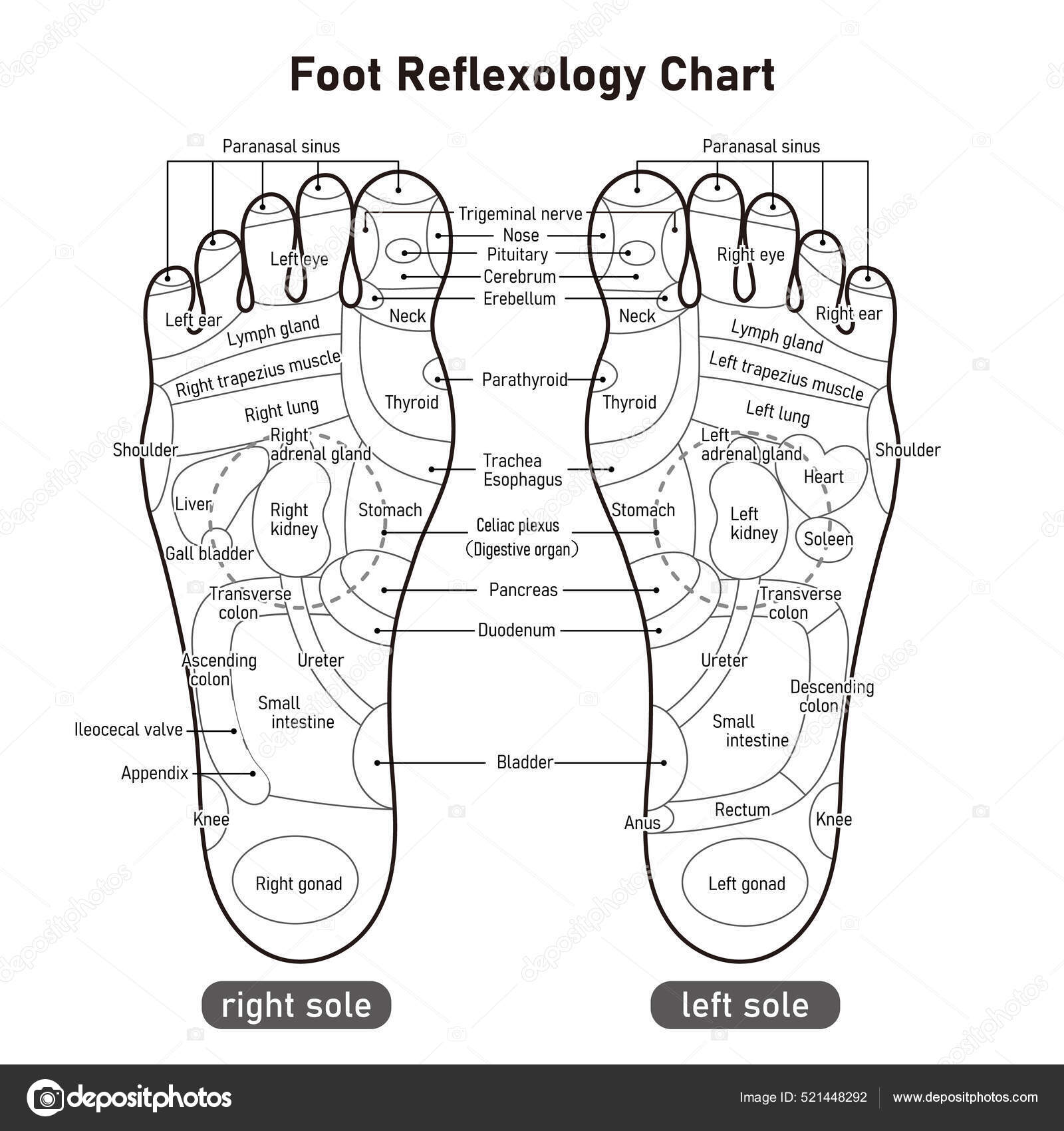 Acupuncture Points Top Of Foot | ppgbbe.intranet.biologia.ufrj.br