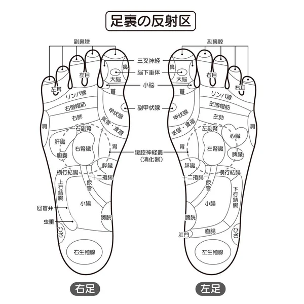 Monochrome  illustration of the reflex zone and acupuncture points on the sole of the foot
