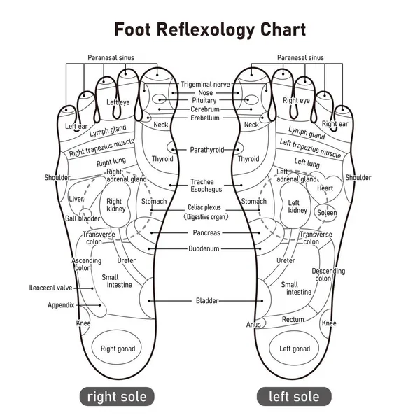 Monochrome Illustration Reflex Zone Acupuncture Points Sole Foot — Stock Vector