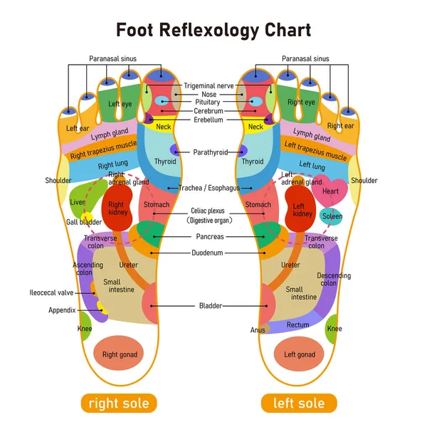 Illustration Der Reflexzone Und Der Akupunkturpunkte Der Fußsohle — Stockvektor