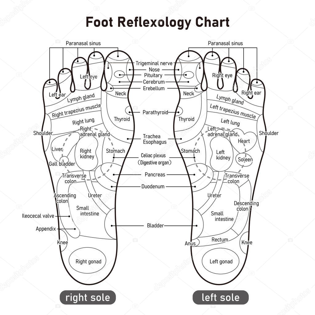 Monochrome illustration of the reflex zone and acupuncture points on the sole of the foot
