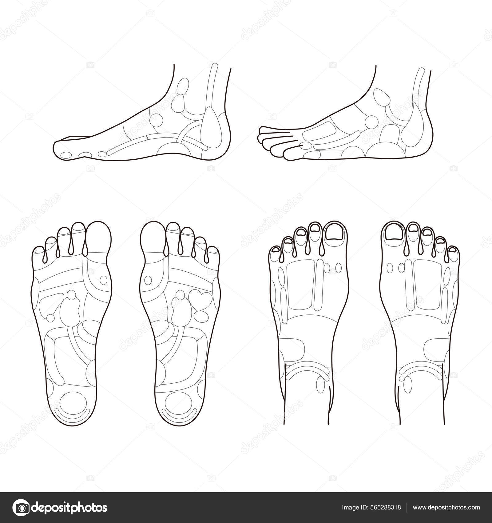Monochrome Illustration Reflex Zone Sole Instep Side Foot Easy Use
