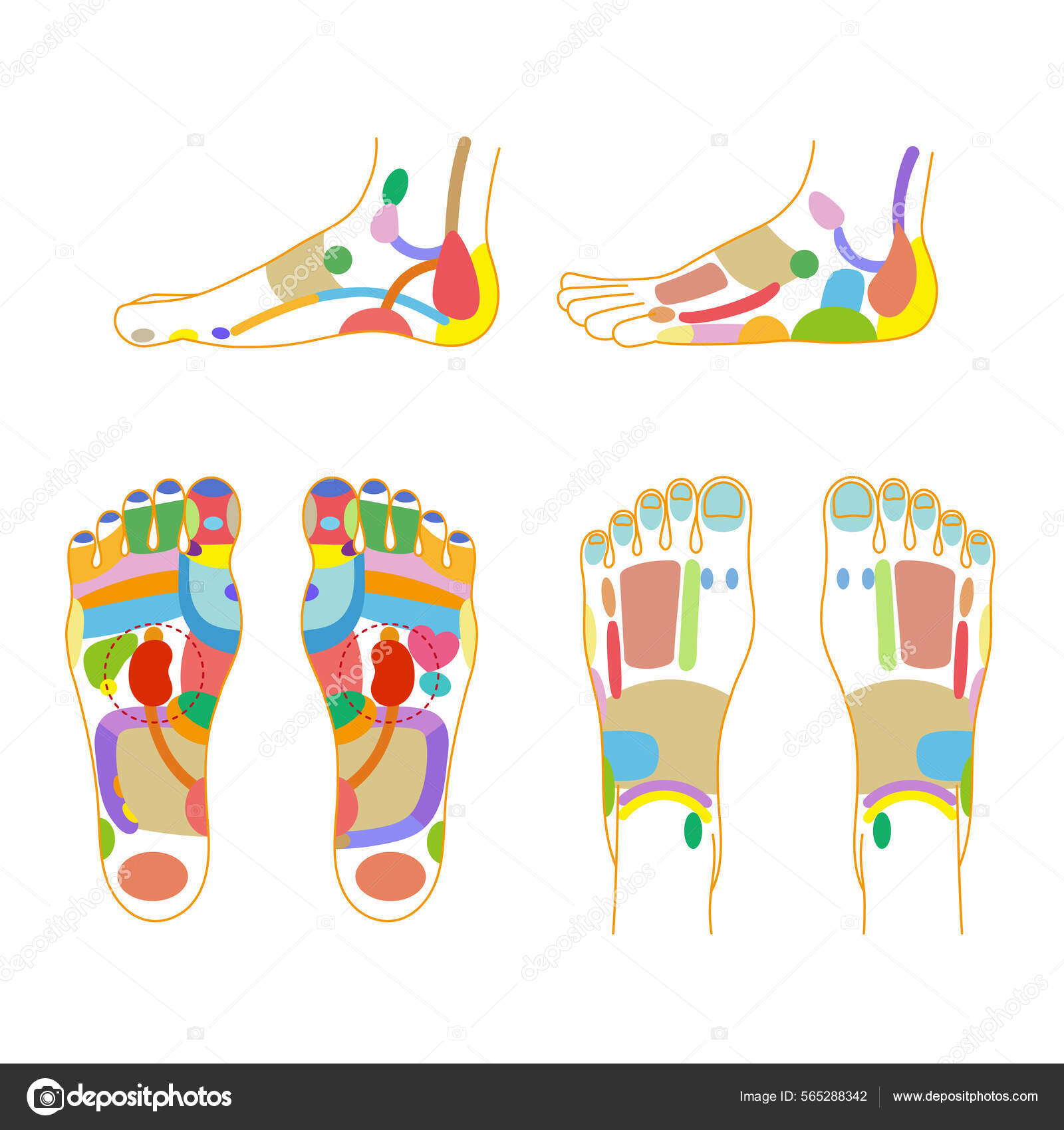 Colorful Illustration Set Reflex Areas Soles Insteps Sides Feet.