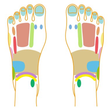 A colorful illustration of the reflex zone on the instep.Easy-to-use vector material.