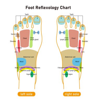 A colorful illustration of the reflex zone on the instep.Easy-to-use vector material.
