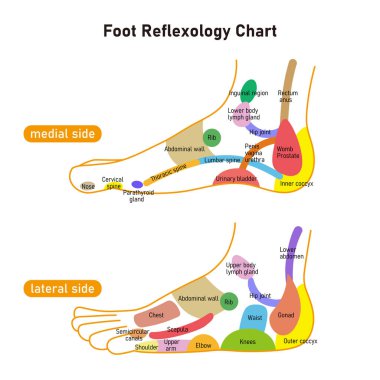 It is a colorful illustration of the reflex zone on the side of the foot.Easy-to-use vector material.