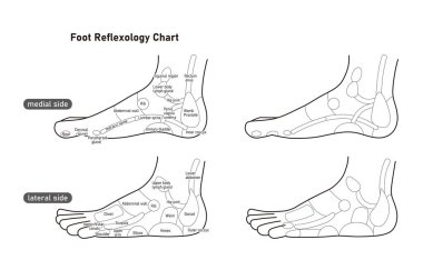 It is a monochrome illustration of the reflex zone on the side of the foot.Easy-to-use vector material.