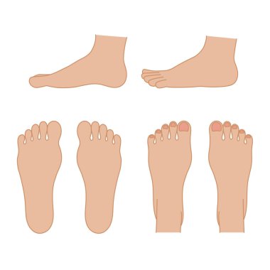 It is a simple illustration of the sole, instep, and side of the foot.Easy-to-use vector material.
