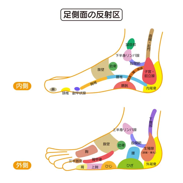 足裏の反射帯のカラフルなイラストです 使いやすいベクトル素材 — ストックベクタ