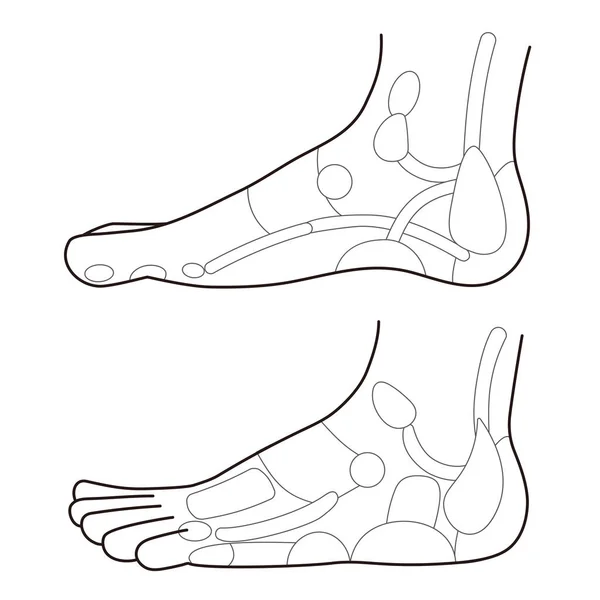 Blank Foot Diagram