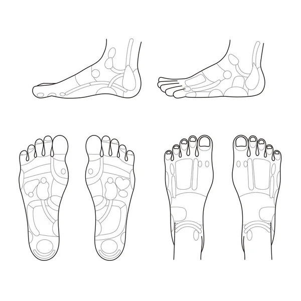 它是脚底 脚背和脚边反射带的单色图解 易于使用的矢量材料 — 图库矢量图片