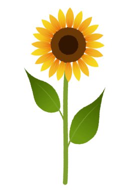 Bu bir güneş çiçeğinin gösterimi. Düzenlemesi kolay bir vektör verisi..