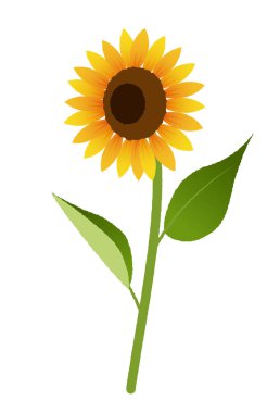 Bu bir güneş çiçeğinin gösterimi. Düzenlemesi kolay bir vektör verisi..