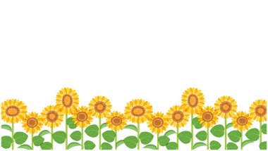 Bu, ayçiçeği tarlasının bir resmidir. Düzenlemesi kolay olan vektör verisi.