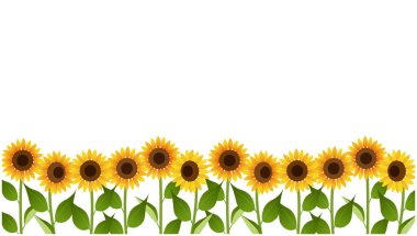 Bu, ayçiçeği tarlasının bir resmidir. Düzenlemesi kolay olan vektör verisi.