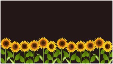 Bu, ayçiçeği tarlasının bir resmidir. Düzenlemesi kolay olan vektör verisi.