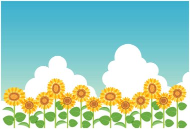 Yazın gökyüzü ve ayçiçekleri (kartpostal boyutu) .Vector verilerini düzenlemek kolay.