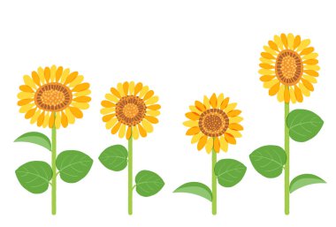 Sunflowers için bir örnekleme seti. Düzenlemesi kolay olan vektör verisi.