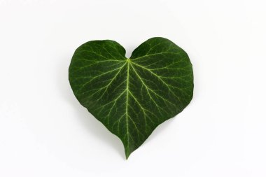 Aşk kalp şeklinde yeşil şeytan Ivy yaprağı beyaz bir arka planda izole
