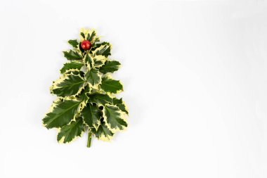 Noel Ağacı ile Noel ağacı Holly (Ilex aquifolium), ağacın tepesinde kırmızı sarılı çikolata topu, beyaz arka planda izole.