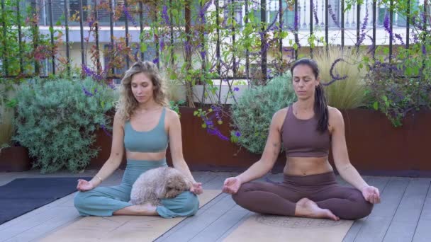 Zwei junge und schöne Mädchen, die draußen mit ihrem Haustier Yoga praktizieren — Stockvideo