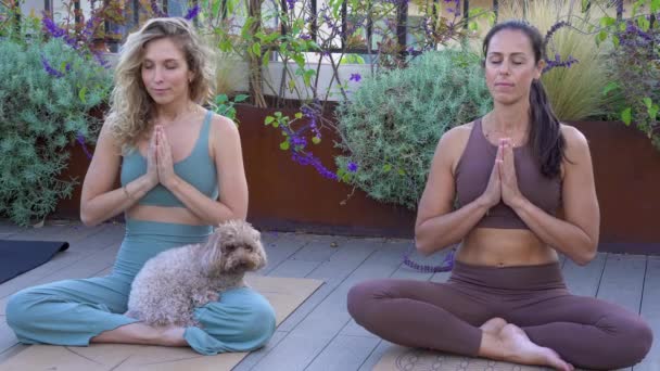 Két fiatal és gyönyörű lány jógázik a szabadban a háziállatukkal — Stock videók