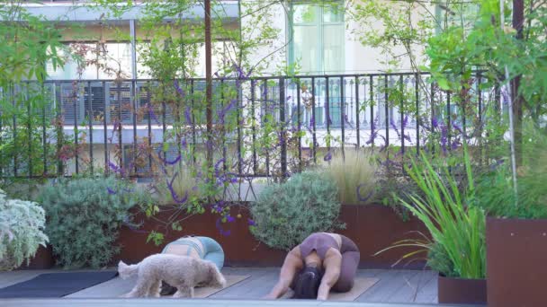 Két fiatal és gyönyörű lány jóga testtartást végez, teljesen koordinálva — Stock videók