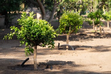  Parkta ağaç dikmek. Toprak, doğa, çevre ve ekoloji kavramı