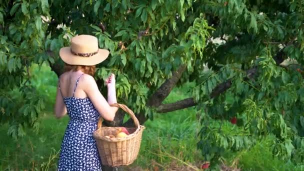 Jonge vrouw boer met hoed plukken perziken uit de boom. — Stockvideo