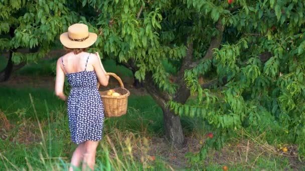 Jonge vrouw boer met hoed plukken perziken uit boom — Stockvideo