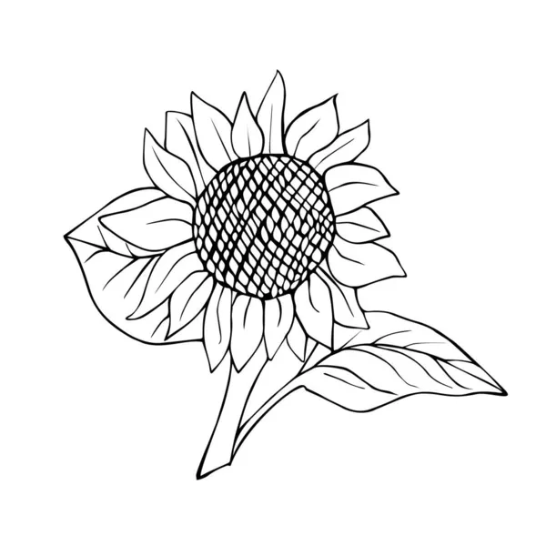 Sunflower Autumn Harvest Preparations Winter Sketch Line — Stock Photo, Image